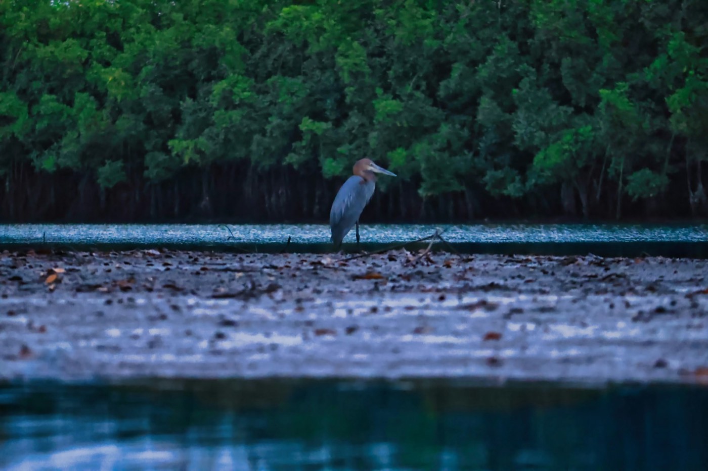 A heron on the shore against a wall of mangrove