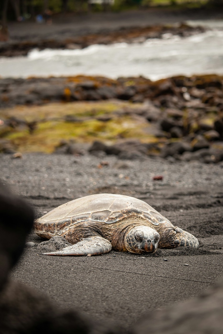 A sea turtle on dark sand at the water's edge